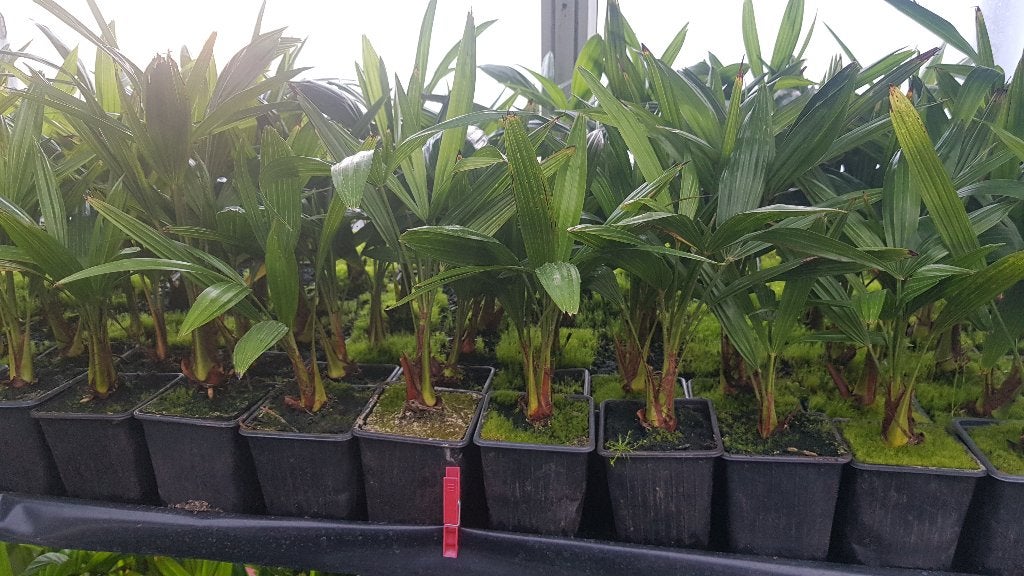 Palmboom fortunei trachycarpus 40cm hoog 5.- euro, Tuin en Terras, Volle zon, Vaste plant, Bloeit niet, Ophalen