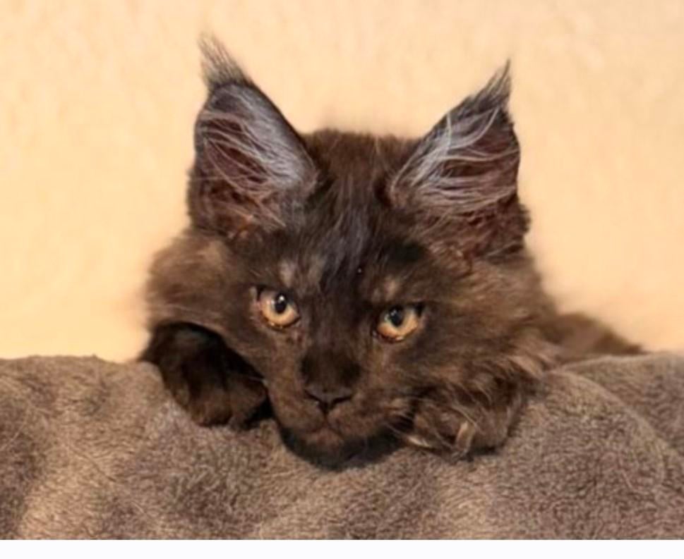 Nog 1 maincoon kitten ( blue katertje) beschikbaar, Dieren en Toebehoren, Meerdere dieren, Met stamboom, 0 tot 2 jaar