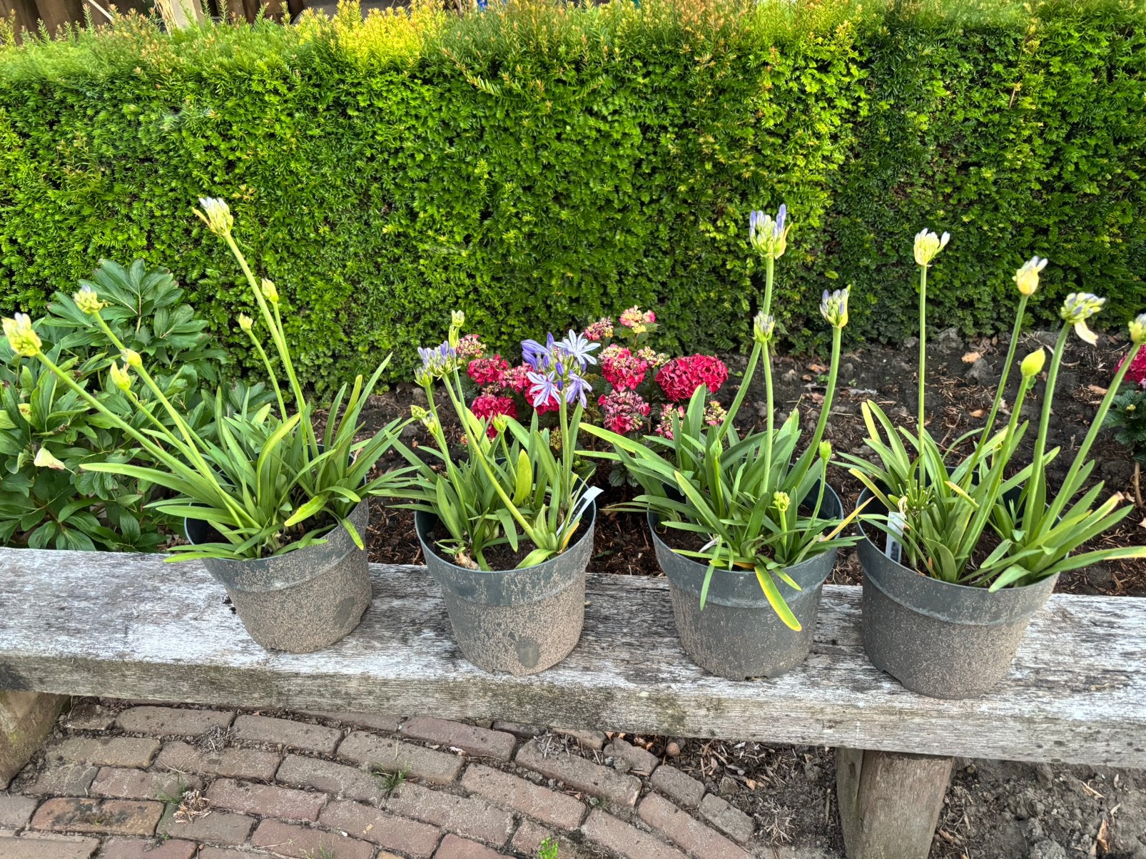 Agapanthus, Ophalen, Overige soorten, Volle zon