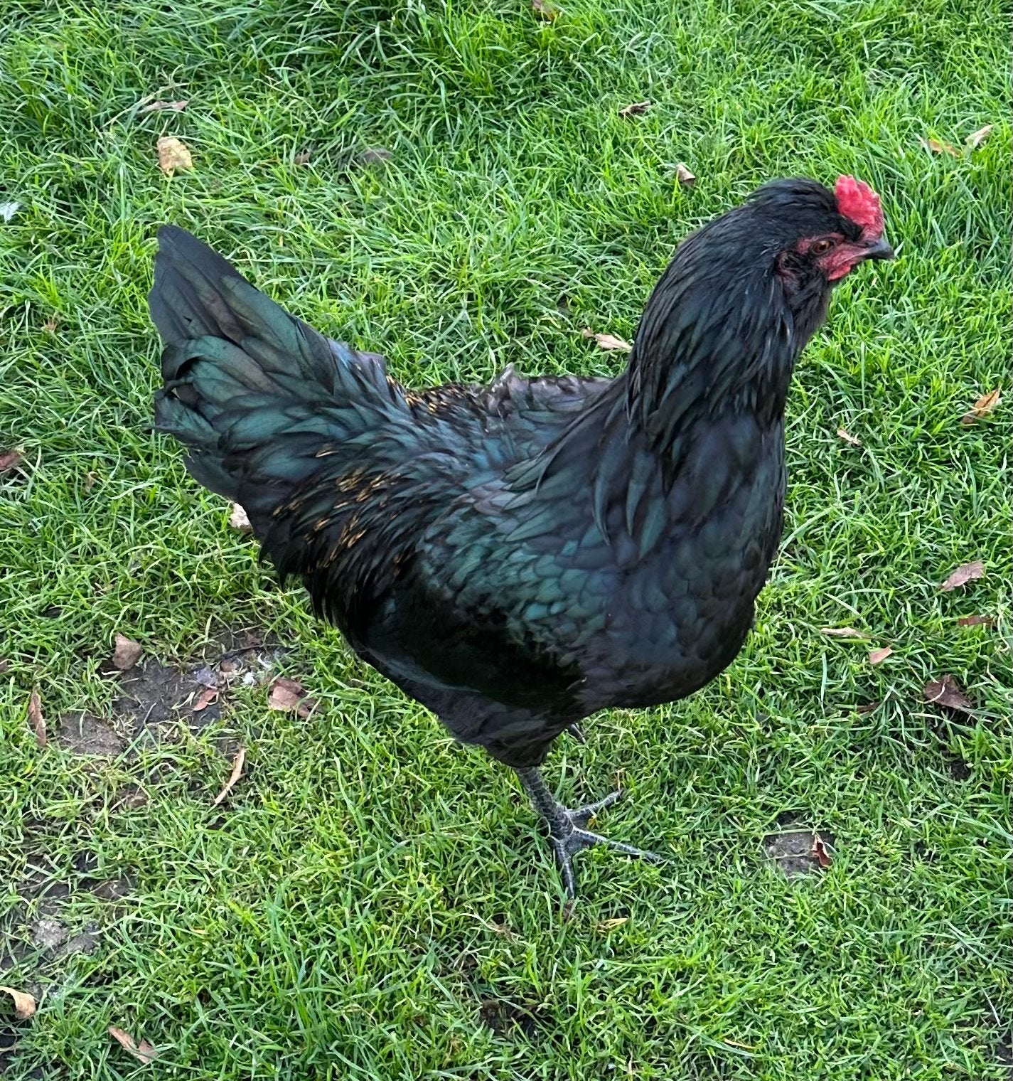 Araucana haan, Dieren en Toebehoren, Mannelijk, Kip
