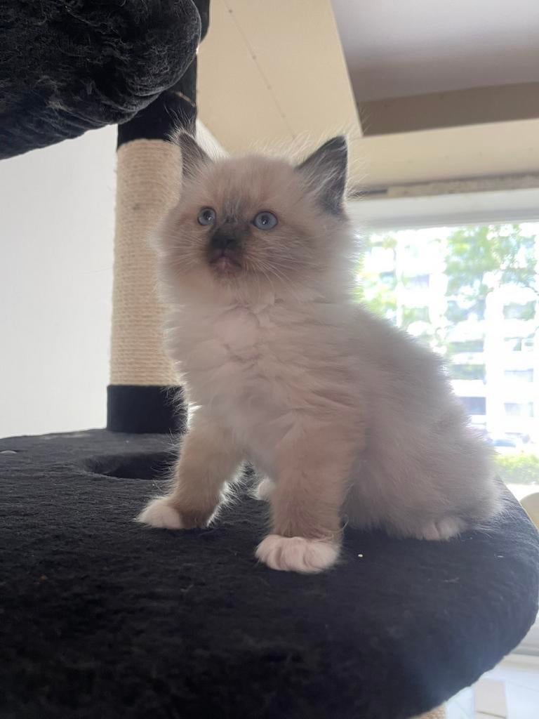 Prachtige ragdoll kitten poesje mag direct mee!, Meerdere dieren, Ontwormd