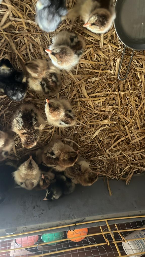 Kuikens, Dieren en Toebehoren, Meerdere dieren, Kip