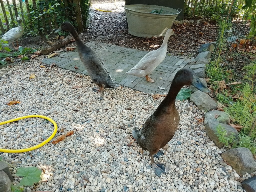 Loopeenden, Dieren en Toebehoren, Pluimvee, Mannelijk, Eend