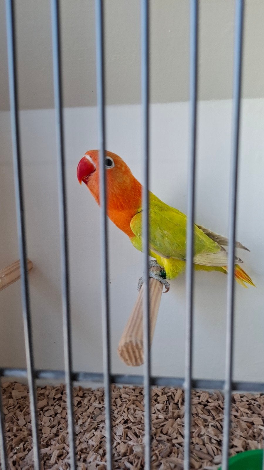 opaline pastel into fichery, Dieren en Toebehoren, Vogels | Parkieten en Papegaaien, Vrouwelijk, Dwergpapegaai of Agapornis, Geringd