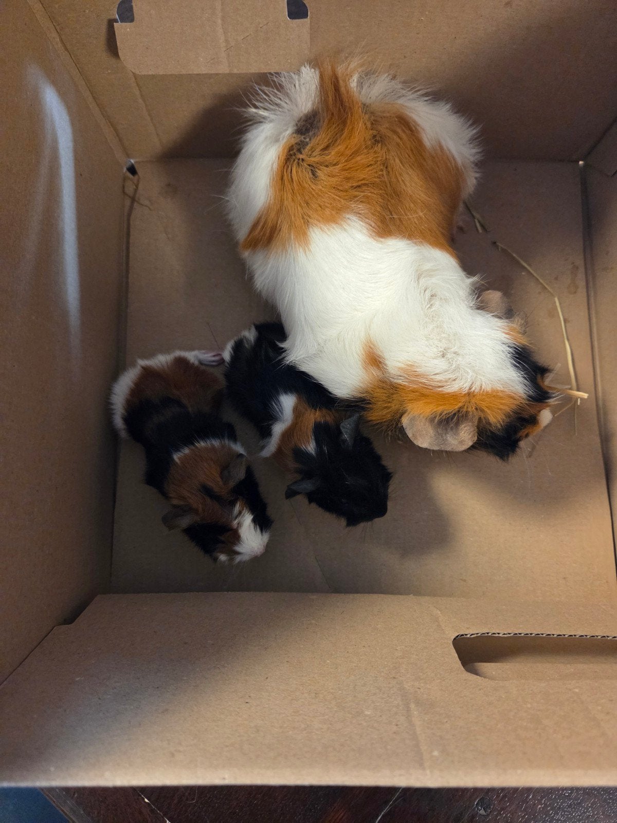 Cavia Beertje, Mei, Mannelijk, Cavia