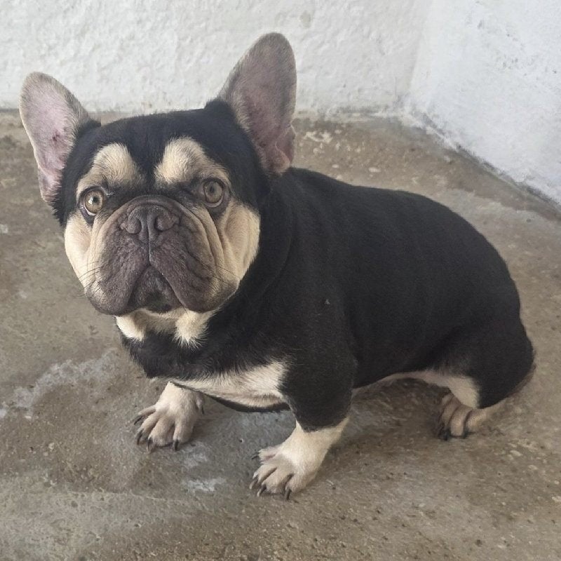ACE: King Kong zoekt een thuis met een tuin en een vriendje!, Particulier, Reu, 1 tot 2 jaar, Buitenland