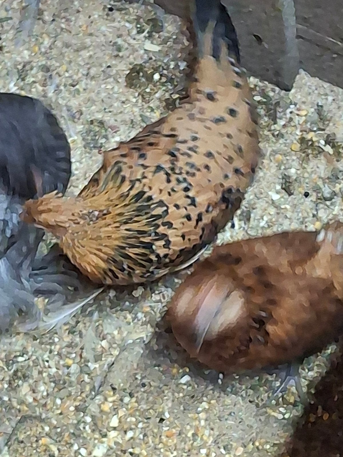 Te koop: kleine baardkrielen,  tegen de leg!, Dieren en Toebehoren, Vrouwelijk, Kip