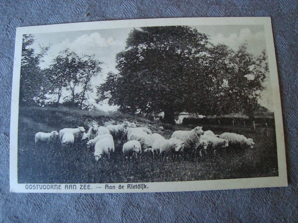 Oostvoorne aan zee aan de rietdijk, Ophalen of Verzenden, Voor 1920, Gelopen, Noord-Brabant