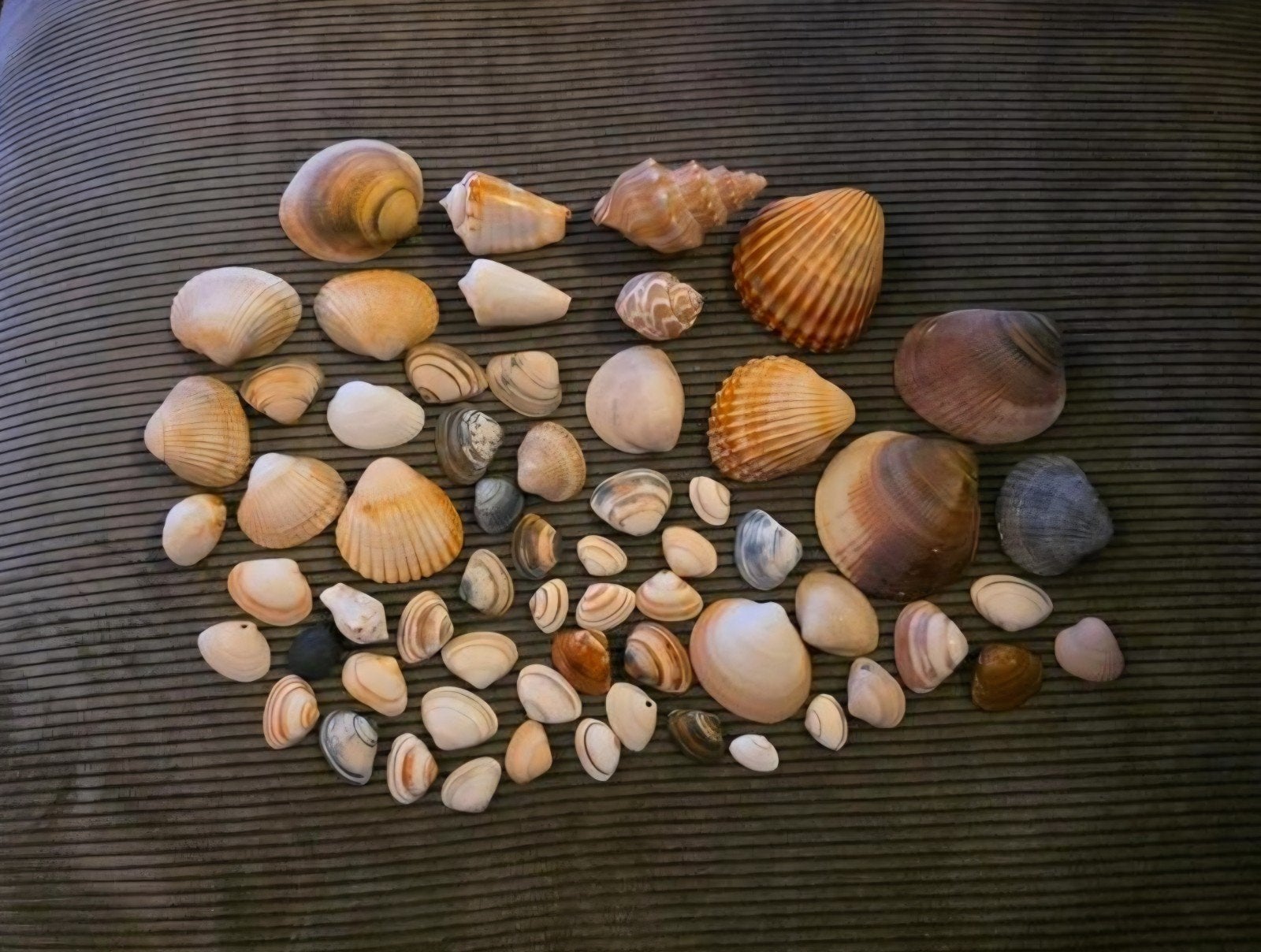 schelpen, Hobby en Vrije tijd, Ophalen of Verzenden