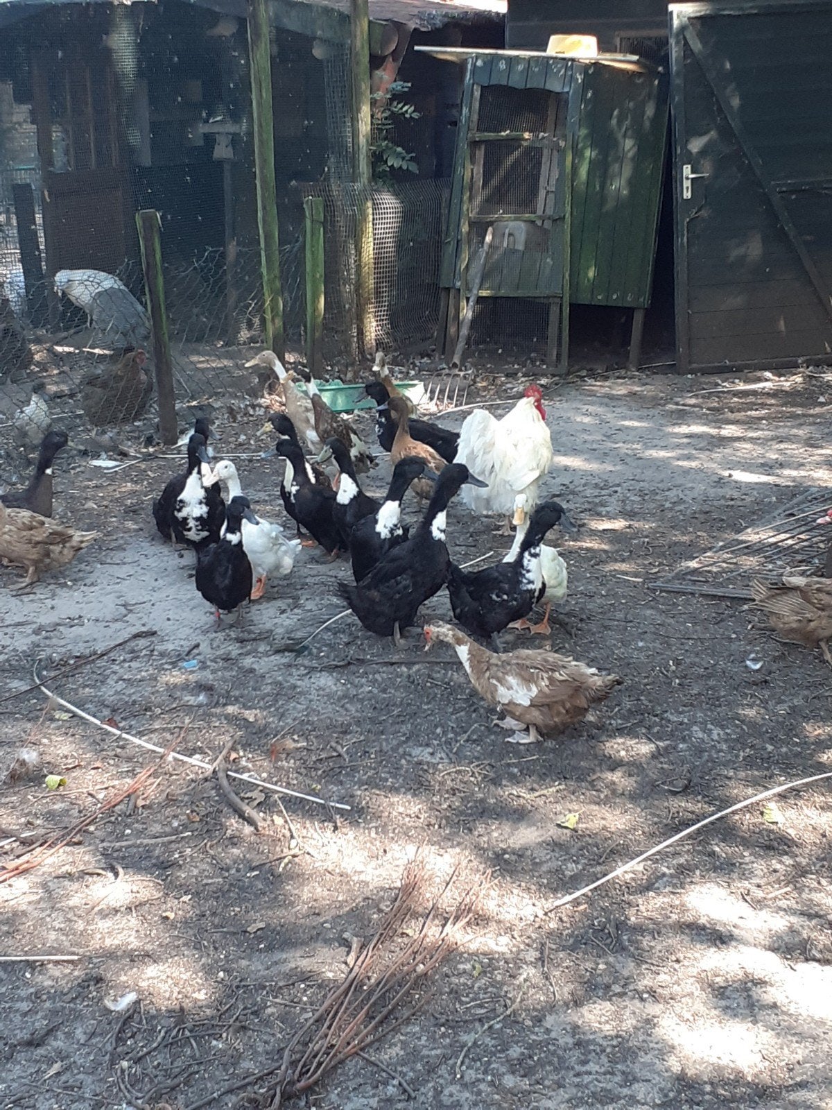 Eenden Let Op Alleen Bellen, Meerdere dieren, Eend