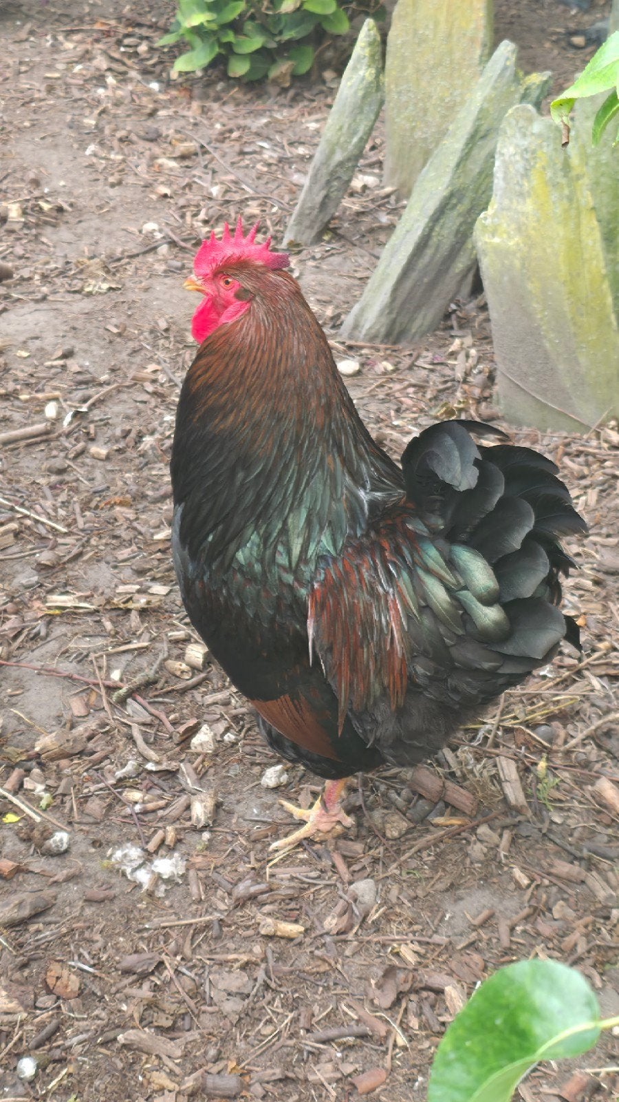 Haan Barnevelder dubbelgezoomd, Dieren en Toebehoren