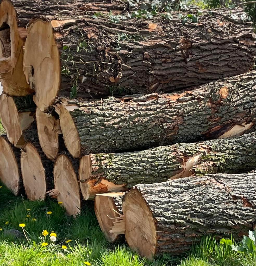 Hout stamhout wilg kachel hout, 6 m³ of meer, Ophalen