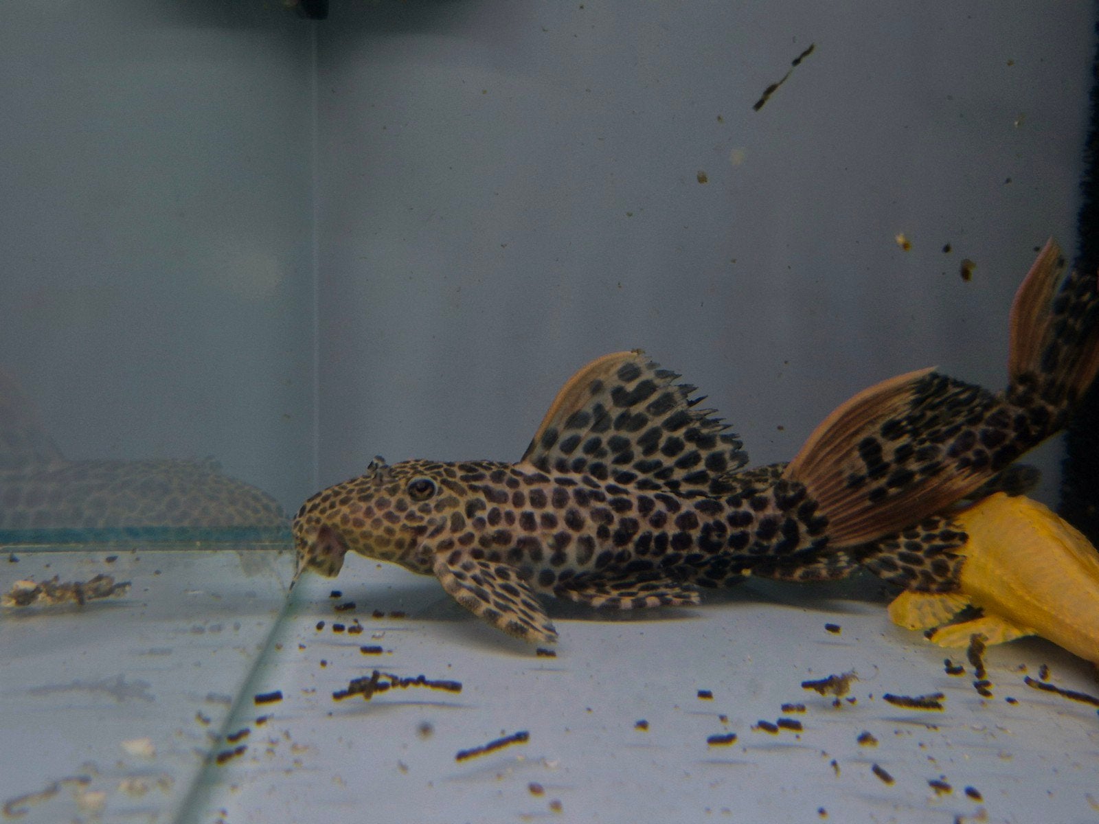 L114 Pseudacanthicus Leopardus 12/13cm, Vis, Zoetwatervis