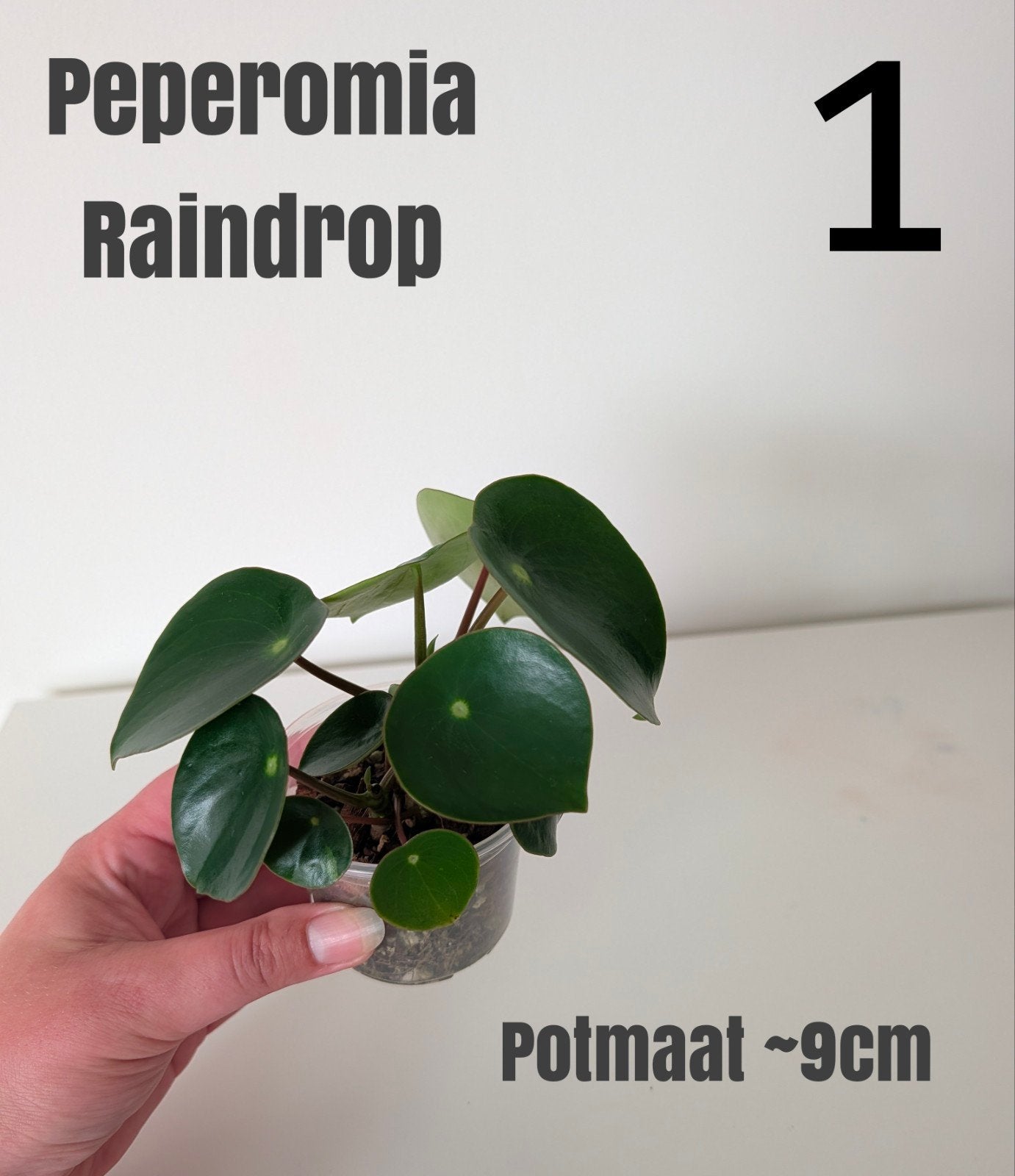 Peperomia Raindrop (3 stuks beschikbaar), Ophalen, Halfschaduw, Minder dan 100 cm