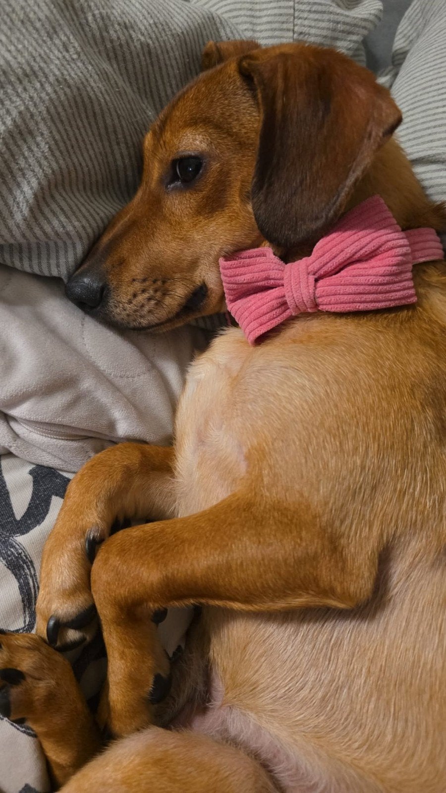 Lieve dameriaan pup te koop, 15 weken tot 1 jaar, Reu, Korthaar, Dwerg