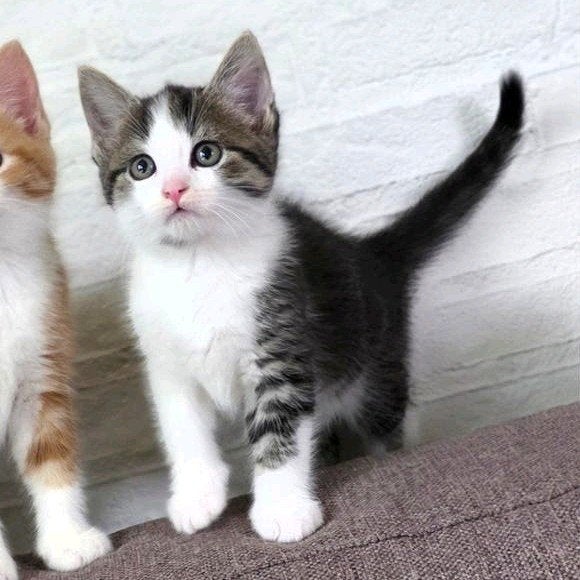 Kittens, Meerdere dieren
