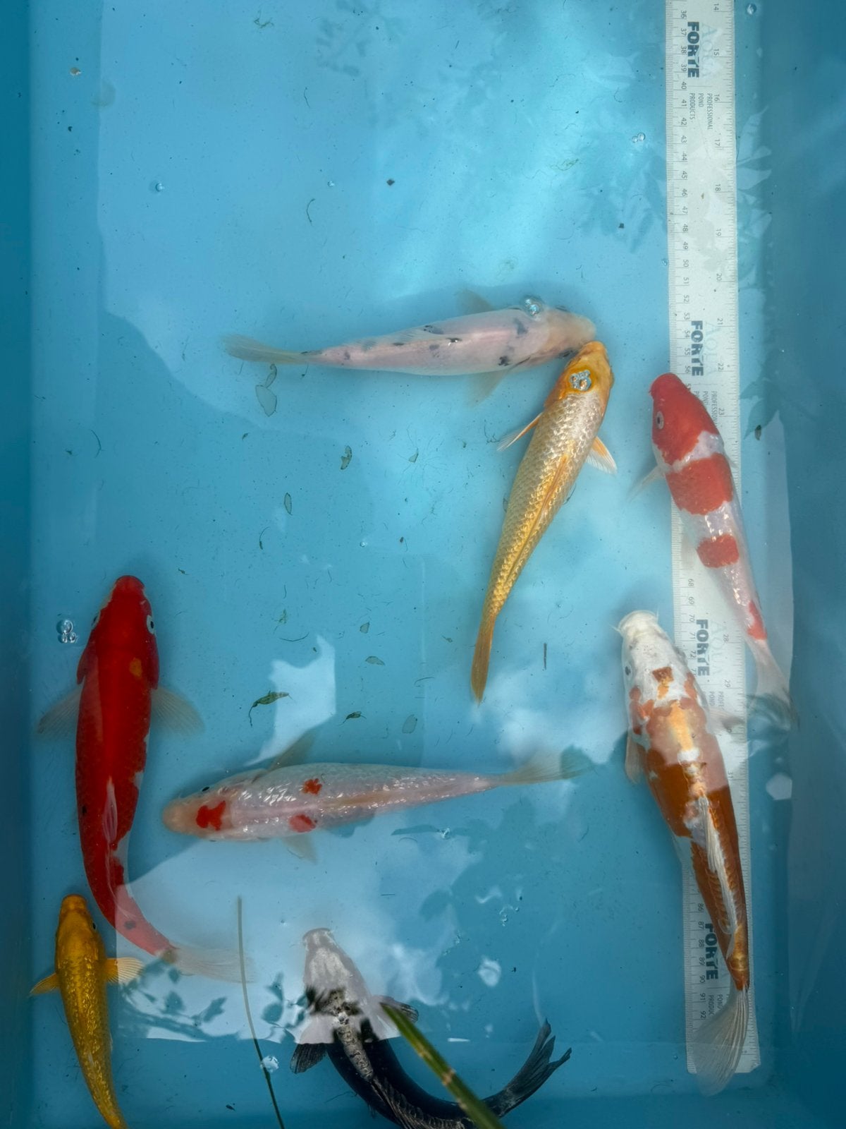 Japanse koi mix zie tekst, Karper of Koi