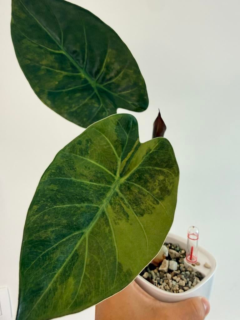Alocasia Wenti aurea, Ophalen of Verzenden, Halfschaduw, Minder dan 100 cm