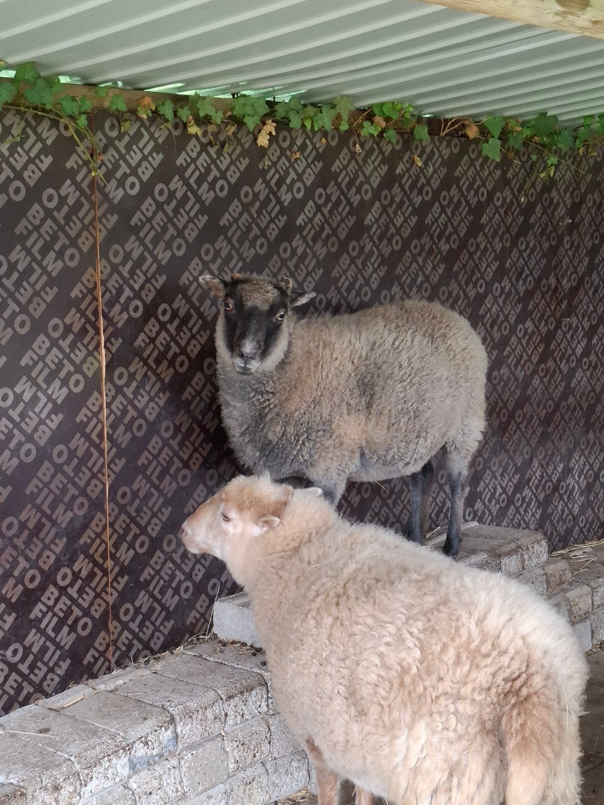 Ouessant Quessant ooi, Vrouwelijk, Schaap