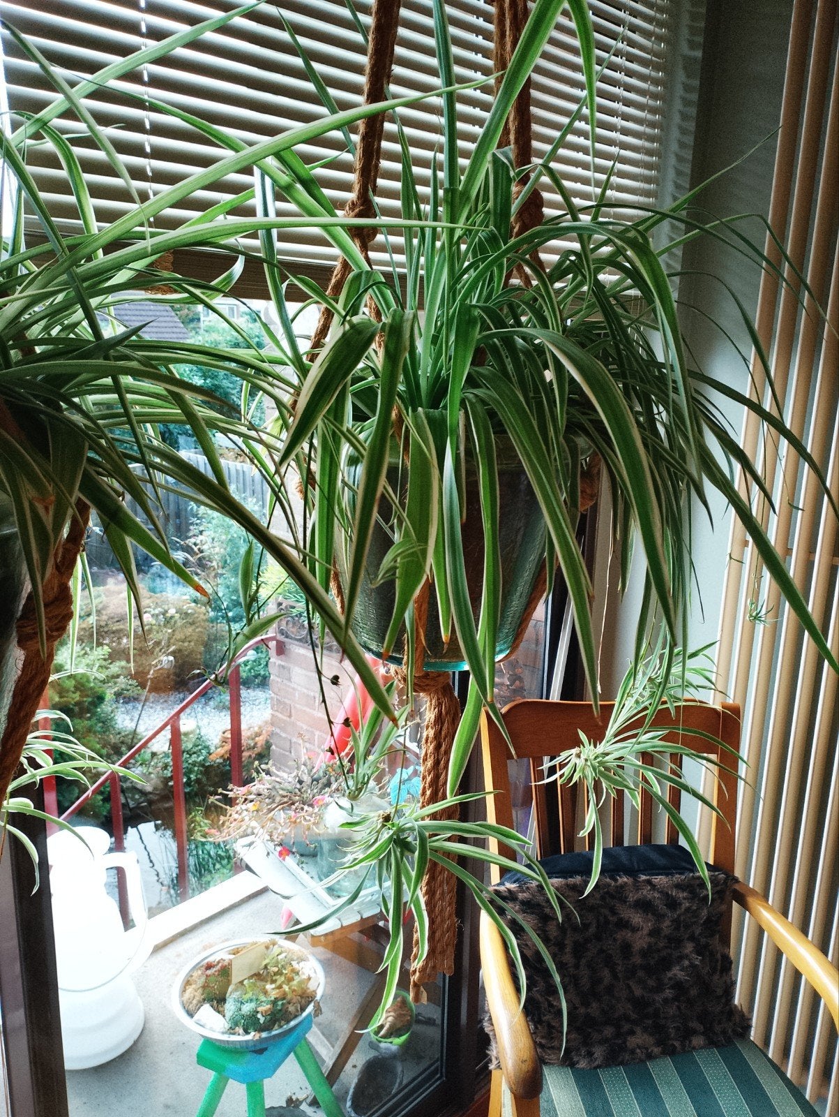 mooie hangplanten, Ophalen, Volle zon