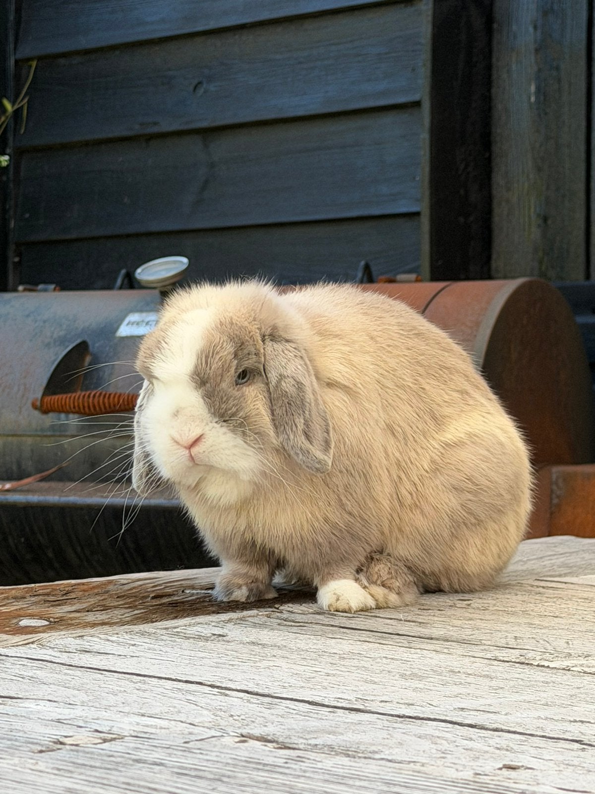 Mooie minilop konijntjes, Dieren en Toebehoren, Meerdere dieren, Dwerg