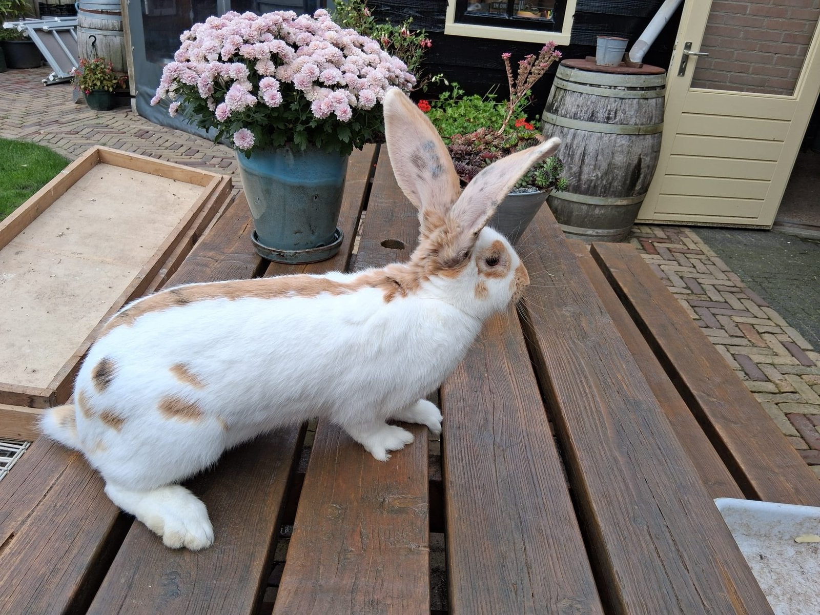 Groot Lotharinger Driekleur, Dieren en Toebehoren, Vrouwelijk, Groot, 0 tot 2 jaar