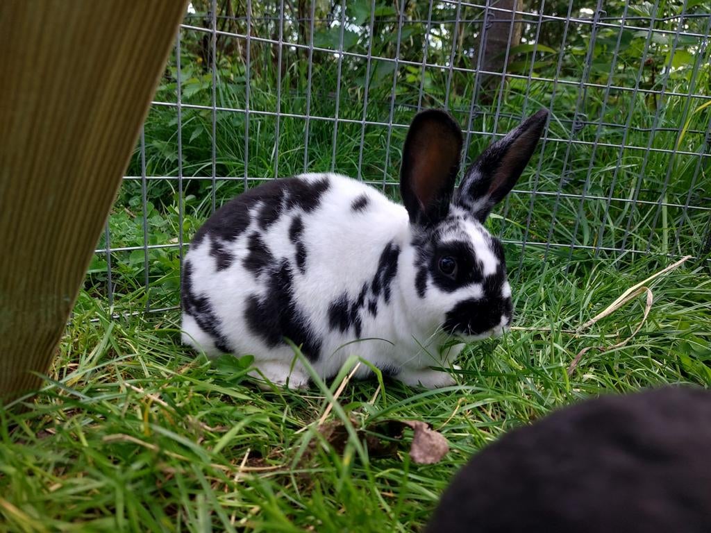 Standaard rex konijnen, Dieren en Toebehoren, Konijnen, Meerdere dieren