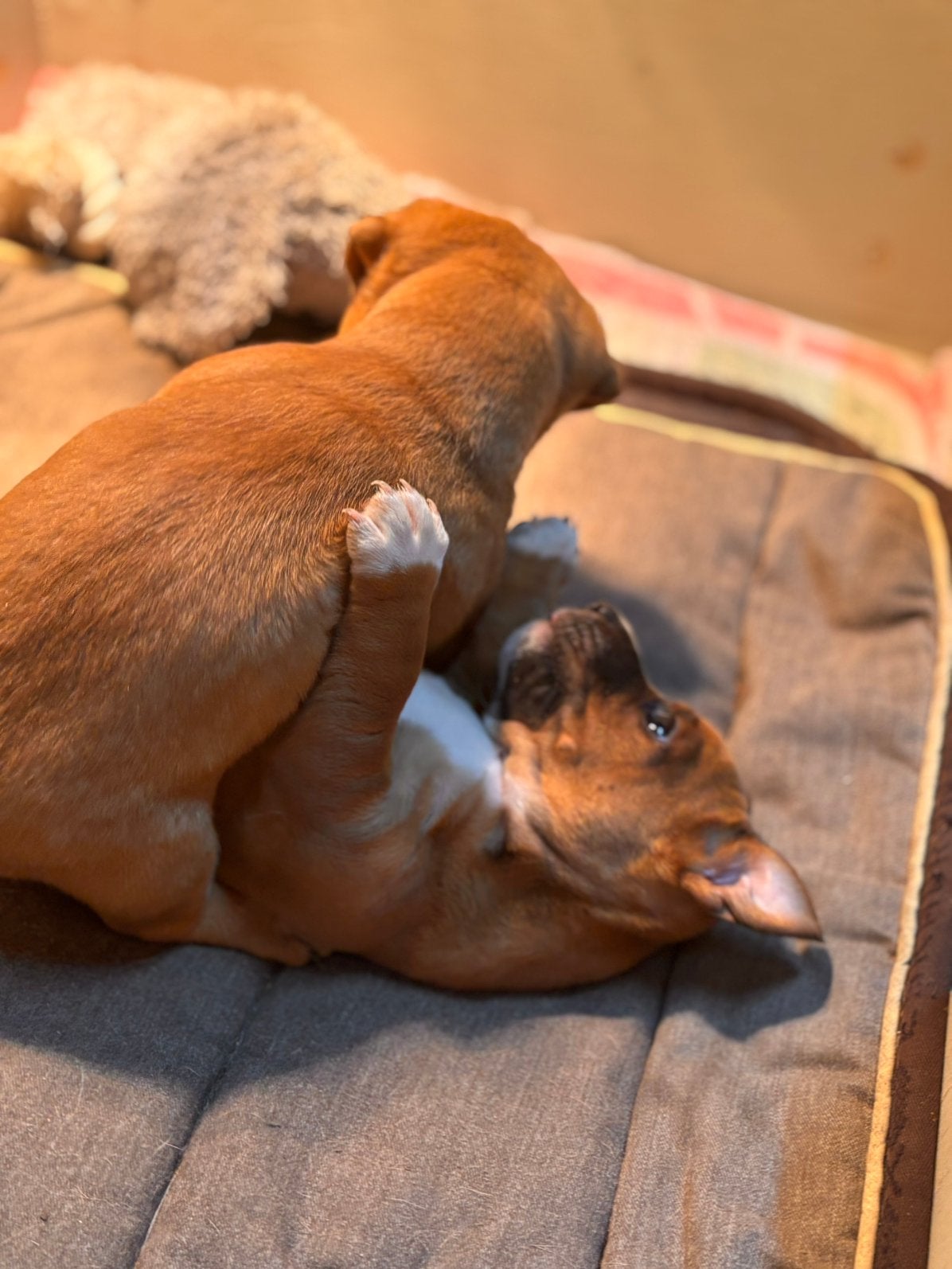 Knappe jackrussel pups, Jack Russell Terriër, Reu, 8 tot 15 weken, Meerdere