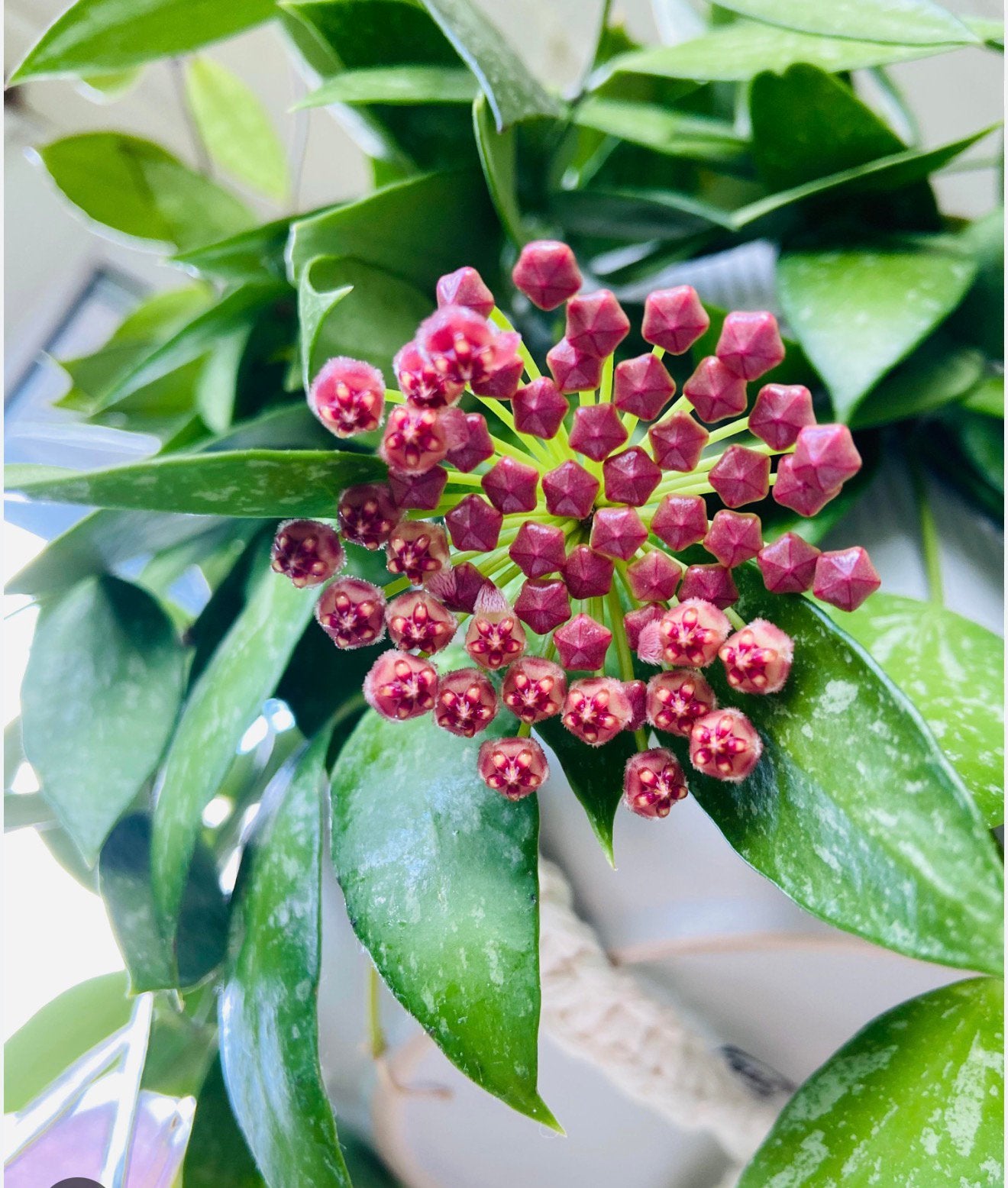 Hoya Memoria Gracilis، Hydrocultuur plant, Huis en Inrichting, Kamerplanten, Overige soorten, In pot, Minder dan 100 cm, Groene kamerplant