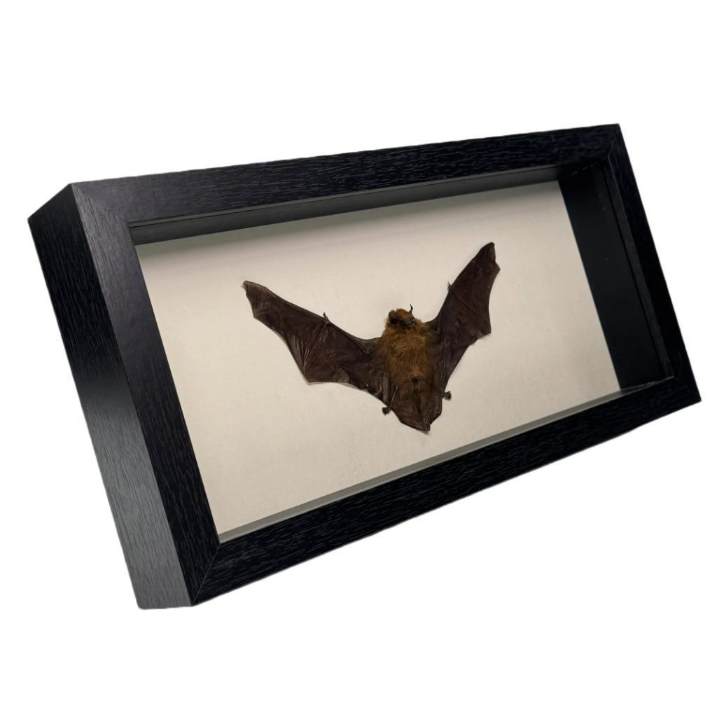 Tylonycteris pachypus vleermuis in diepe lijst, Verzamelen, Dierenverzamelingen, Nieuw, Opgezet dier, Insect, Ophalen of Verzenden