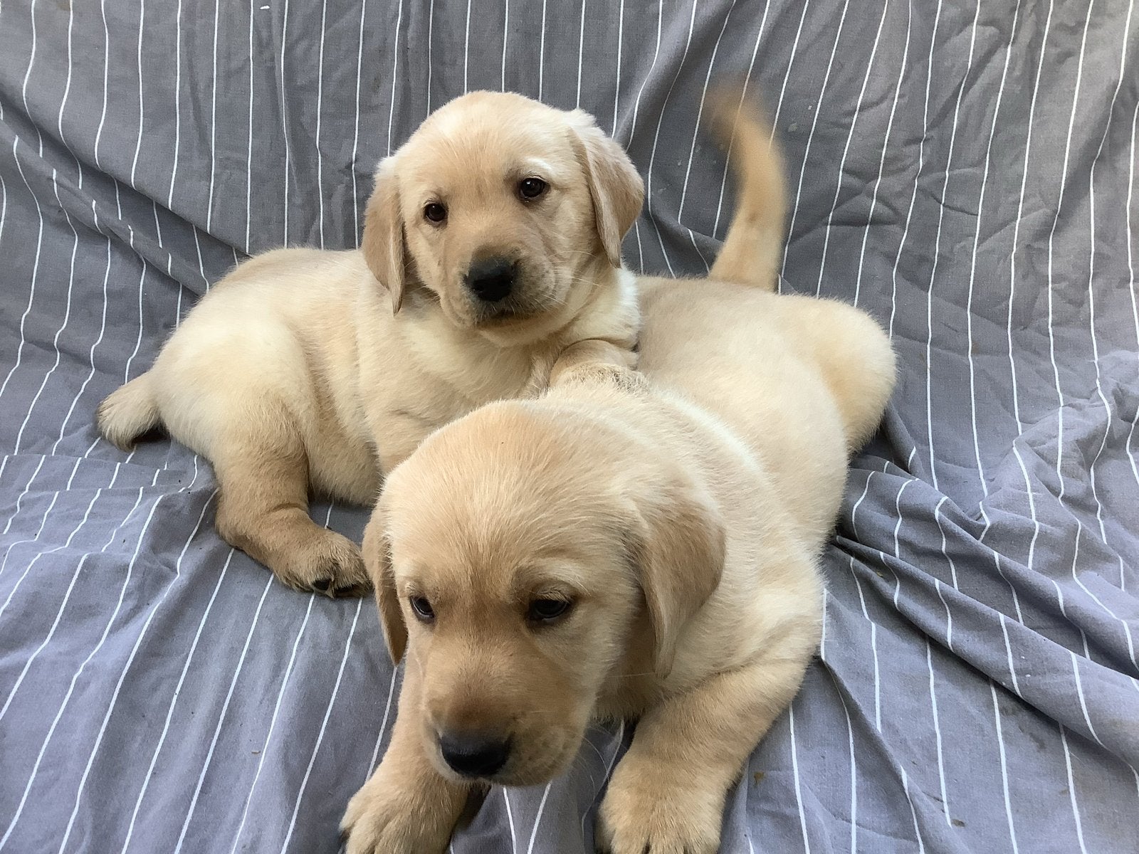 Mooie labradorpuppies van stamboomouders, Reu, 8 tot 15 weken, Labrador retriever, CDV (hondenziekte)