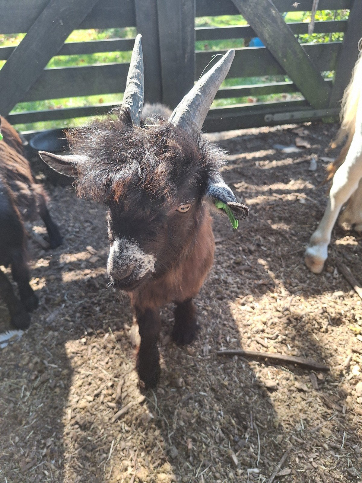 Hollandse landgeit, Dieren en Toebehoren, Mannelijk, Geit, 0 tot 2 jaar