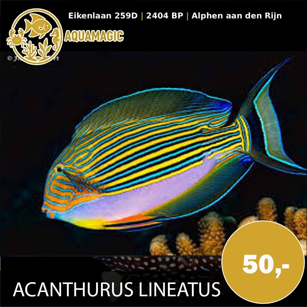 acanthurus lineatus, Dieren en Toebehoren, Vis, Zoutwatervis