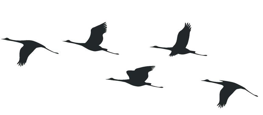 camper caravan bus sticker zwerm kraanvogels klein, Caravans en Kamperen, Camper-accessoires, The River House, Info@theriverhouse.nl