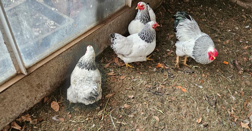 Wyandotte columbia broedeieren te koop!, Dieren en Toebehoren, Pluimvee, Geslacht onbekend, Kip