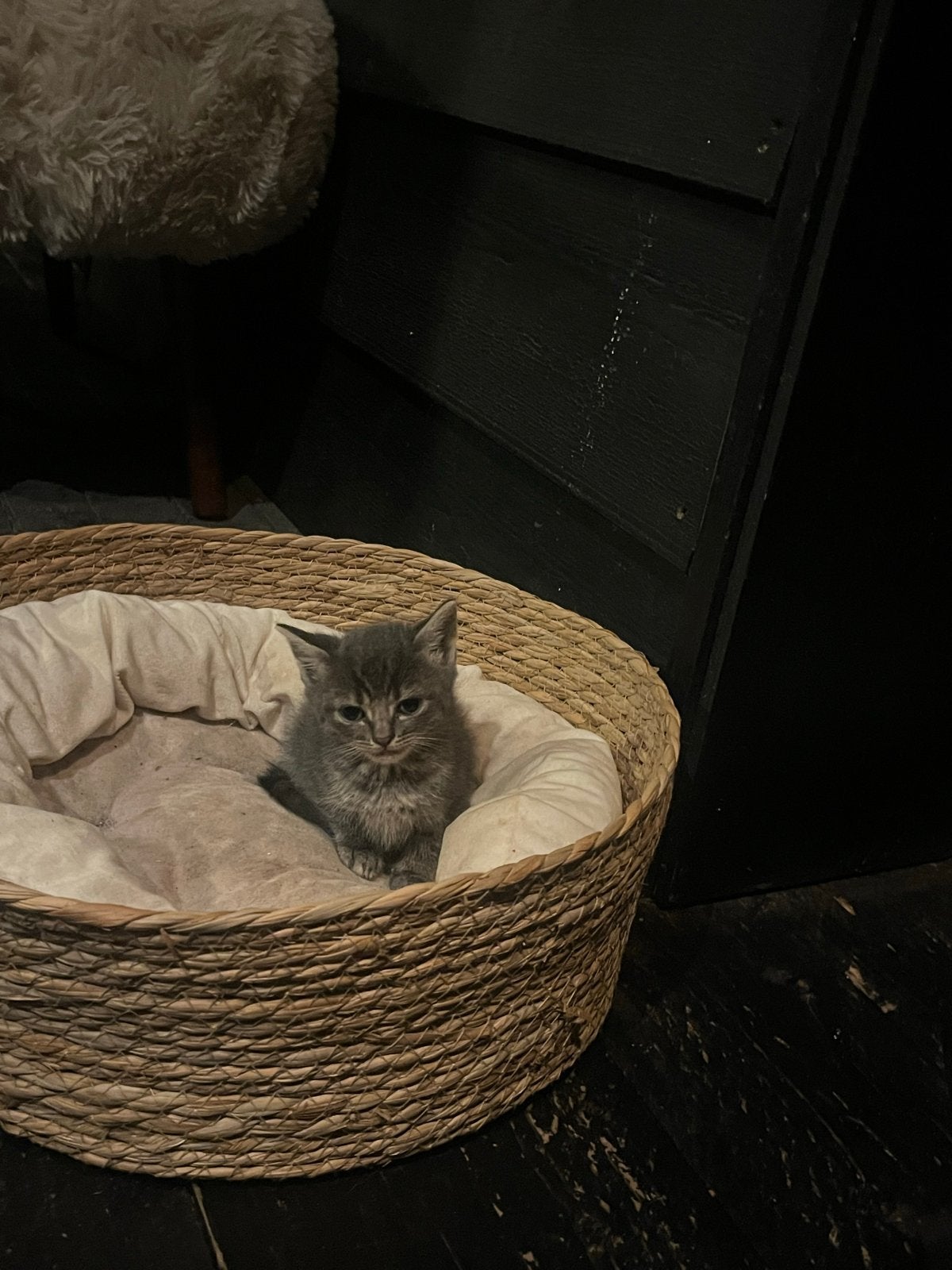 Kittens kruising Britse Korthaar, Dieren en Toebehoren, Meerdere dieren