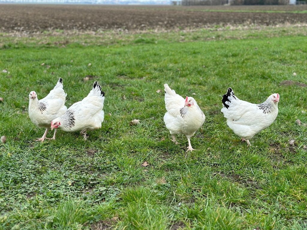 Jonge tamme Sussex kippen gesekst en ingeënt, Vrouwelijk, Kip