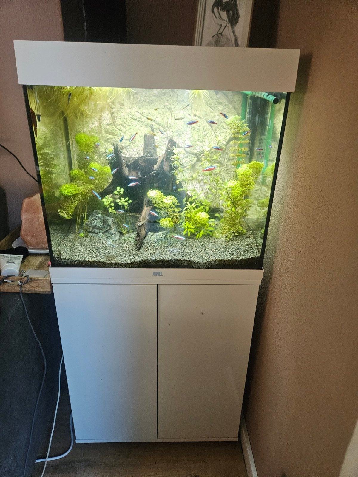 Juwel Lido 120liter aquarium met toebehoren, Ophalen, Gebruikt, Gevuld zoetwateraquarium, Pomp