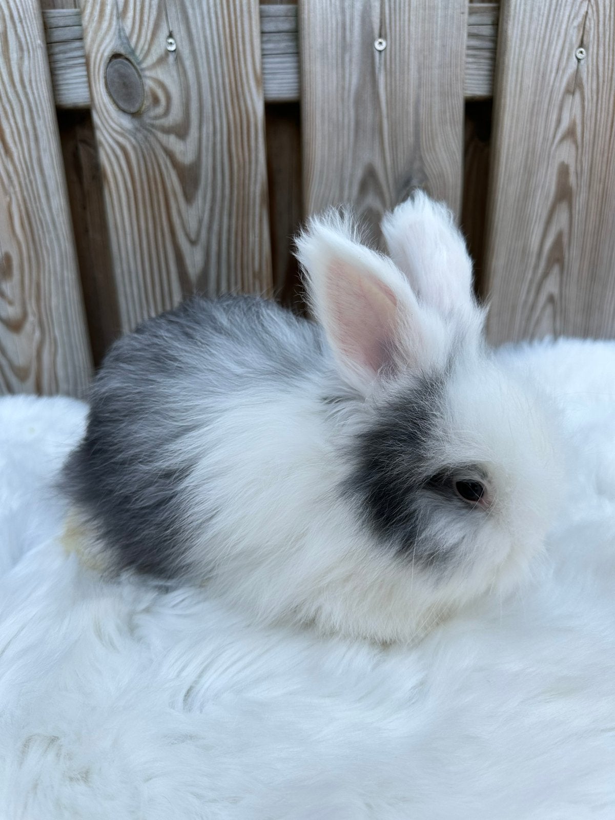 Ras zuivere Engelse Angora, Meerdere dieren, Middelgroot