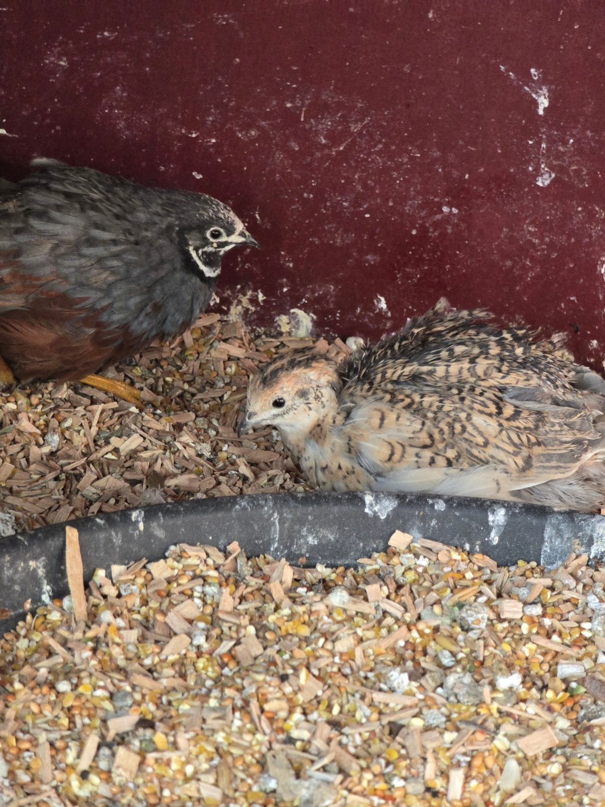 2 koppels chinese kwartels natuurbroed, Meerdere dieren