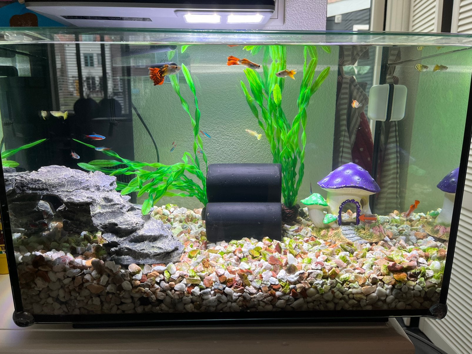 Aquarium 70 liter inclusief vissen, Ophalen, Zo goed als nieuw, Gevuld zoetwateraquarium