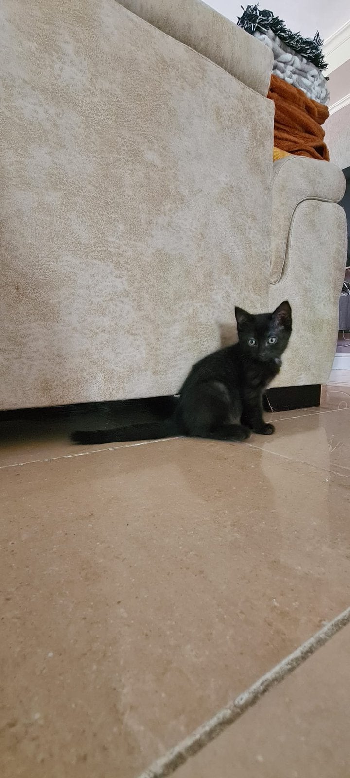 Half Ragdoll kittens zoeken een fijn huis, Meerdere dieren, Kortharig, 0 tot 2 jaar