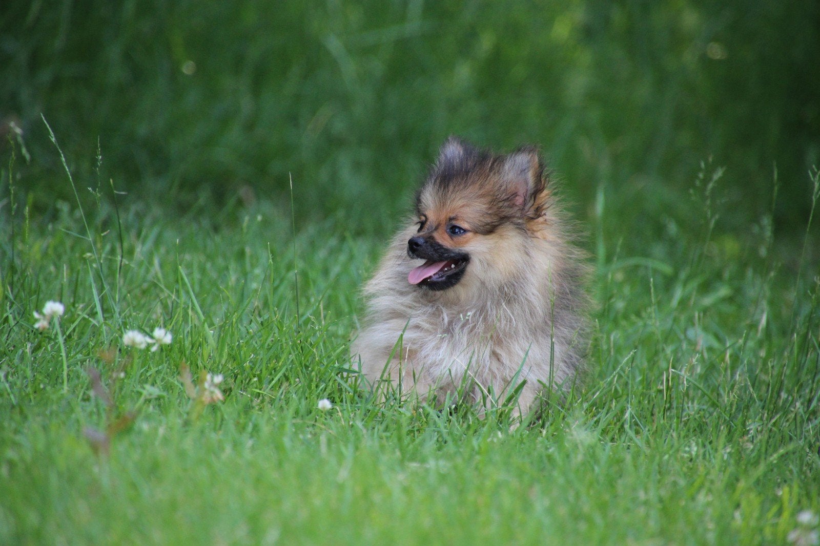Pomchi x pomeriaan, Dieren en Toebehoren, Honden | Chihuahua's en Gezelschapshonden, Parvo, Overige rassen, 8 tot 15 weken, Meerdere