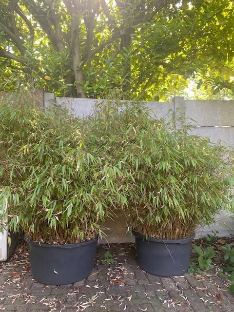 Mooie grote Bamboe (Niet-woekerend) in pot 150-165 cm hoog, Vaste plant, Bloeit niet, Halfschaduw, Ophalen