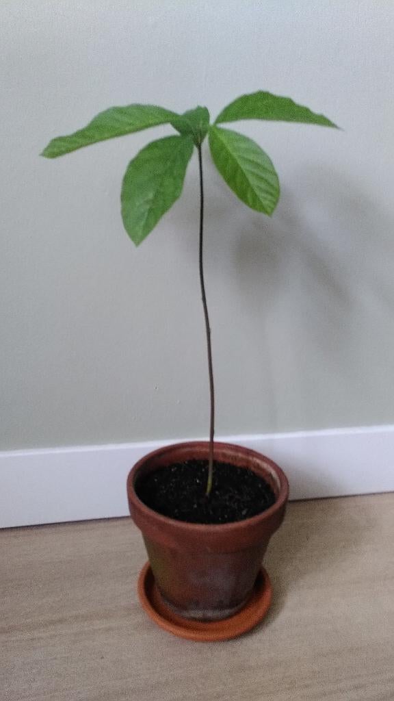 Avocado plant, Ophalen, Overige soorten, Halfschaduw, In pot