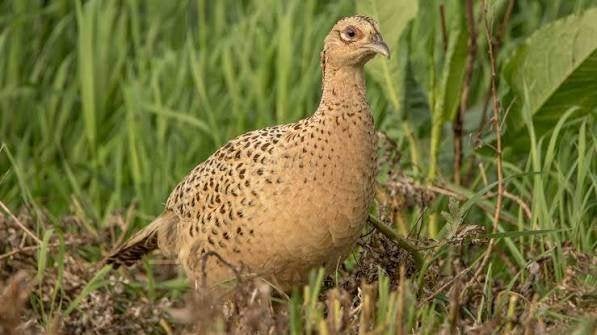 Mooie Bos Fazanten..........., Dieren en Toebehoren, Meerdere dieren, Wildzangvogel