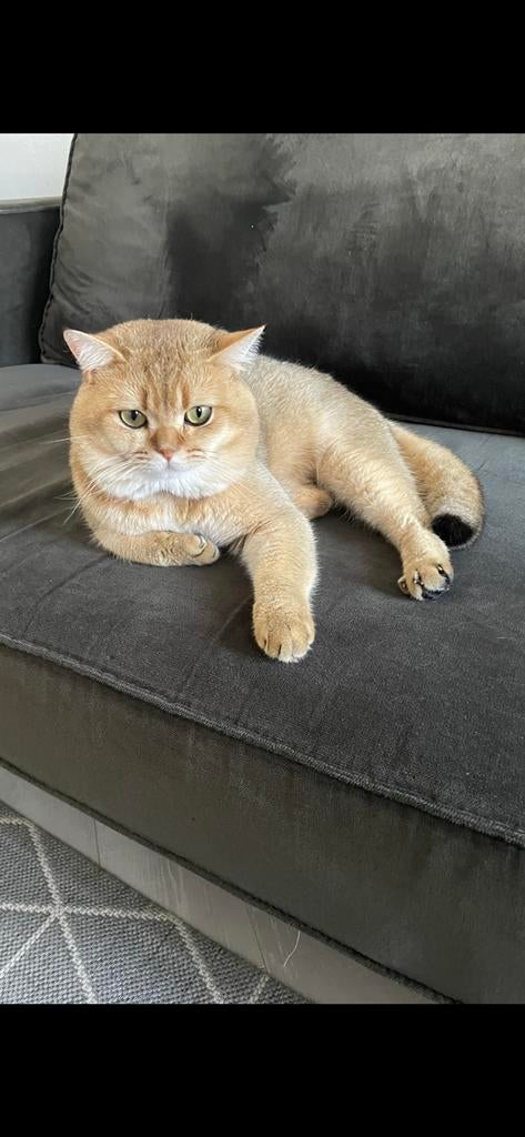 Dekkater kat