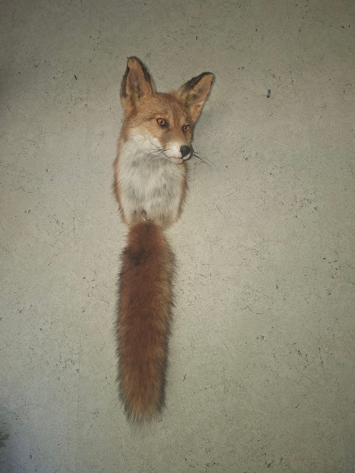 Opgezette vossenkop met staart taxidermie., Ophalen, Nieuw, Wild dier, Opgezet dier