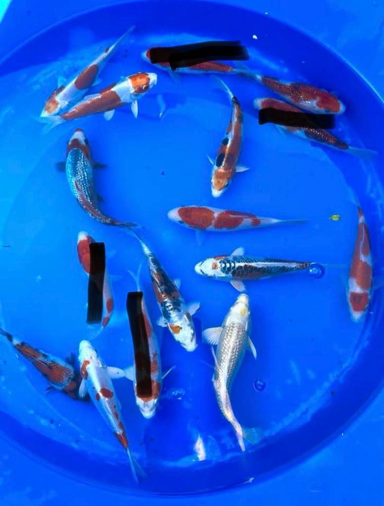 Sakazume Tosai 15-18cm, Dieren en Toebehoren, Vissen | Vijvervissen, Karper of Koi