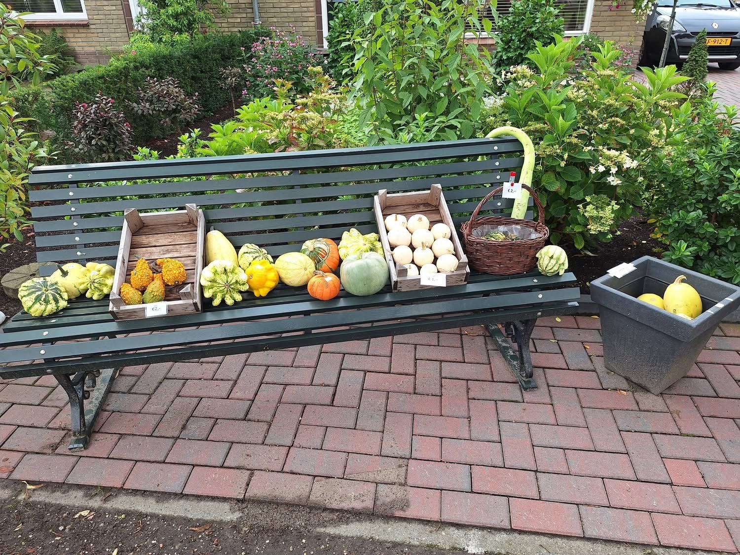 Pompoenen en kalebassen te koop, Ophalen, Nieuw